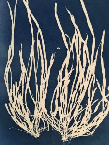 Scytosiphon lomentaria Cyanotype by Josie_Iselin
